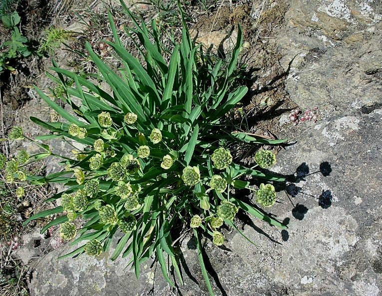 Bupleurum stellatum / Bupleuro stellato